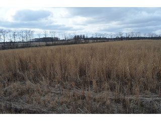 20 Wooded Acres - 20+/- Acres Wooded & 24+/- Acres Grassland, LAND AUCTION
