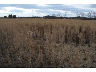 20 Wooded Acres - 20+/- Acres Wooded & 24+/- Acres Grassland, LAND AUCTION