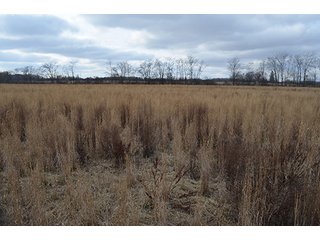 20 Wooded Acres - 20+/- Acres Wooded & 24+/- Acres Grassland, LAND AUCTION