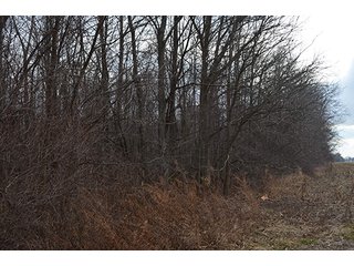 20 Wooded Acres - 20+/- Acres Wooded & 24+/- Acres Grassland, LAND AUCTION