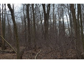 20 Wooded Acres - 20+/- Acres Wooded & 24+/- Acres Grassland, LAND AUCTION