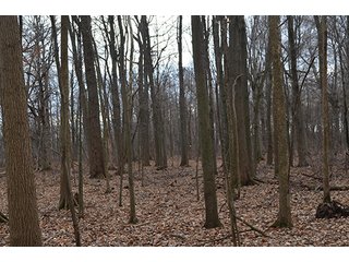 20 Wooded Acres - 20+/- Acres Wooded & 24+/- Acres Grassland, LAND AUCTION