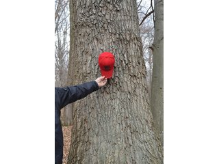 20 Wooded Acres - 20+/- Acres Wooded & 24+/- Acres Grassland, LAND AUCTION