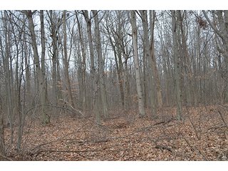 20 Wooded Acres - 20+/- Acres Wooded & 24+/- Acres Grassland, LAND AUCTION
