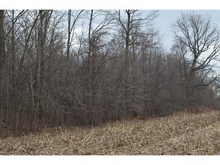 20 Wooded Acres - 20+/- Acres Wooded & 24+/- Acres Grassland, LAND AUCTION