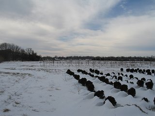 Property photo 2 - INDIANA LAND AUCTION, 50.351+/- Acres
