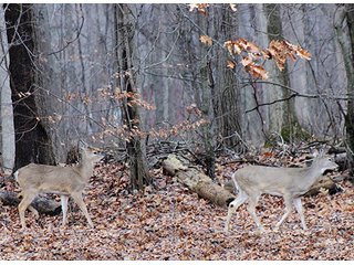 Property photo 5 - REAL ESTATE AUCTION, 241.01+/- Acres offered in 10 Tracts, Mostly Tillable Land