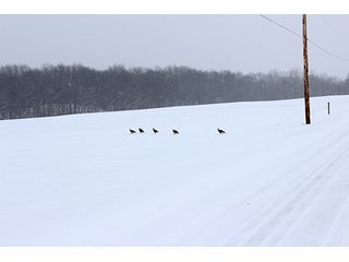 Property photo 3 - REAL ESTATE & LAND AUCTION, 156.94+/- Acres offered in 6 Tracts