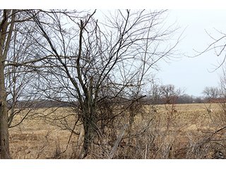 Property photo 7 - REAL ESTATE & LAND AUCTION, 156.94+/- Acres offered in 6 Tracts