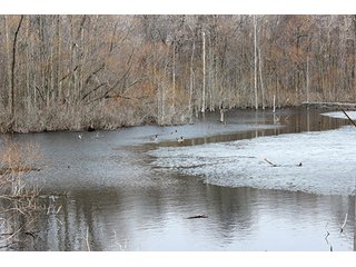 Property photo 4 - REAL ESTATE & LAND AUCTION, 156.94+/- Acres offered in 6 Tracts