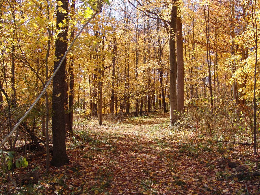 REAL ESTATE & LAND AUCTION, 63.59+/- Acres Tillable & Productive Land