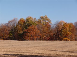 Property photo 2 - REAL ESTATE & LAND AUCTION, 63.59+/- Acres Tillable & Productive Land