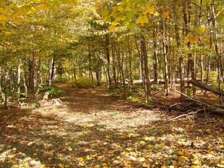 Property photo 3 - REAL ESTATE & LAND AUCTION, 63.59+/- Acres Tillable & Productive Land