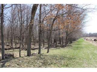Property photo 7 - REAL ESTATE & LAND AUCTION, 63.59+/- Acres Tillable & Productive Land