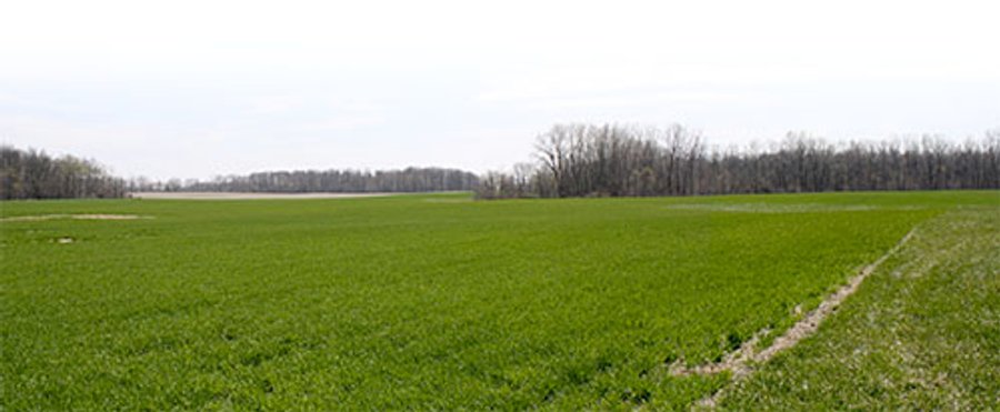 LAND AUCTION, 32+/- Acres offered in 2 Tracts