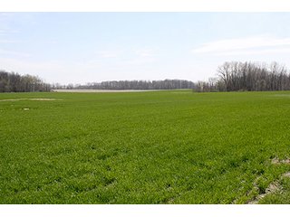 Property photo 4 - LAND AUCTION, 32+/- Acres offered in 2 Tracts