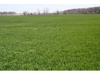 Property photo 1 - LAND AUCTION, 32+/- Acres offered in 2 Tracts