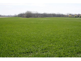 Property photo 2 - LAND AUCTION, 32+/- Acres offered in 2 Tracts