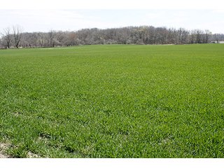Property photo 5 - LAND AUCTION, 32+/- Acres offered in 2 Tracts