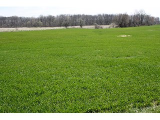Property photo 3 - LAND AUCTION, 32+/- Acres offered in 2 Tracts