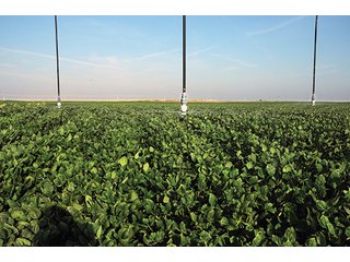 Property photo 60 - FARMLAND AUCTION, 2,752 Acres offered in 8 Tracts