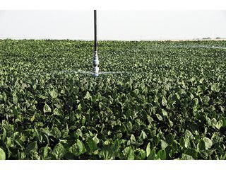 Tract 5 - FARMLAND AUCTION, 2,752 Acres offered in 8 Tracts