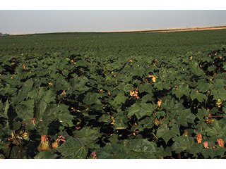 Property photo 52 - FARMLAND AUCTION, 2,752 Acres offered in 8 Tracts