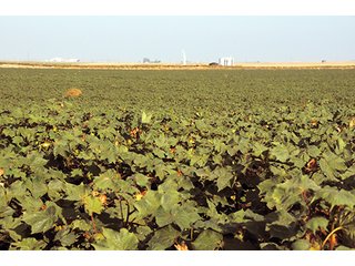 Tract 4 - FARMLAND AUCTION, 2,752 Acres offered in 8 Tracts