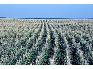 Tract 8 - FARMLAND AUCTION, 2,752 Acres offered in 8 Tracts