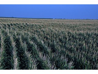 Property photo 57 - FARMLAND AUCTION, 2,752 Acres offered in 8 Tracts