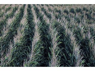 Property photo 33 - FARMLAND AUCTION, 2,752 Acres offered in 8 Tracts