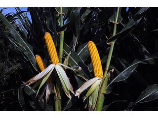 Property photo 18 - FARMLAND AUCTION, 2,752 Acres offered in 8 Tracts