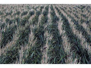 Property photo 12 - FARMLAND AUCTION, 2,752 Acres offered in 8 Tracts