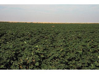 Property photo 20 - FARMLAND AUCTION, 2,752 Acres offered in 8 Tracts