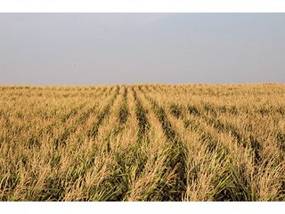 Property photo 14 - FARMLAND AUCTION, 2,752 Acres offered in 8 Tracts