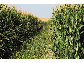 Tract 3 - FARMLAND AUCTION, 2,752 Acres offered in 8 Tracts