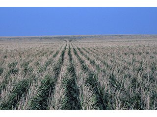 Property photo 49 - FARMLAND AUCTION, 2,752 Acres offered in 8 Tracts