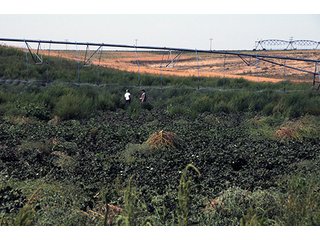 Property photo 46 - FARMLAND AUCTION, 2,752 Acres offered in 8 Tracts