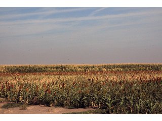 Property photo 38 - FARMLAND AUCTION, 2,752 Acres offered in 8 Tracts