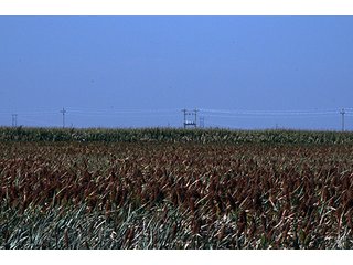 Property photo 59 - FARMLAND AUCTION, 2,752 Acres offered in 8 Tracts