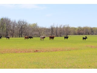 Property photo 1 - OKLAHOMA LAND AUCTION, 170+/- Acres offered in 1 Tract
