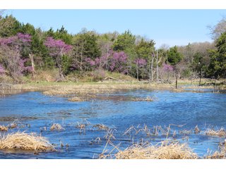 Property photo 10 - OKLAHOMA LAND AUCTION, 74+/- Acres offered in 1 Tract