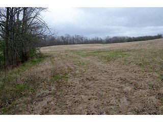 Property photo 4 - REAL ESTATE & PERSONAL PROPERTY AUCTION, 40 Acres offered in 4 Tracts or Combos