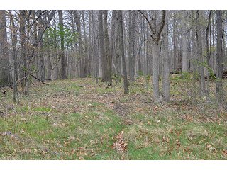 Property photo 77 - REAL ESTATE & PERSONAL PROPERTY AUCTION, 40 Acres offered in 4 Tracts or Combos