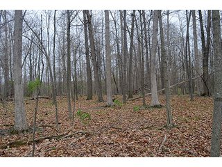 Property photo 59 - REAL ESTATE & PERSONAL PROPERTY AUCTION, 40 Acres offered in 4 Tracts or Combos