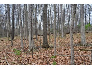Property photo 70 - REAL ESTATE & PERSONAL PROPERTY AUCTION, 40 Acres offered in 4 Tracts or Combos