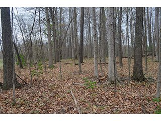 Property photo 23 - REAL ESTATE & PERSONAL PROPERTY AUCTION, 40 Acres offered in 4 Tracts or Combos