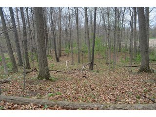Property photo 51 - REAL ESTATE & PERSONAL PROPERTY AUCTION, 40 Acres offered in 4 Tracts or Combos