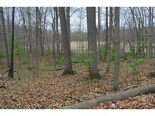 Property photo 31 - REAL ESTATE & PERSONAL PROPERTY AUCTION, 40 Acres offered in 4 Tracts or Combos