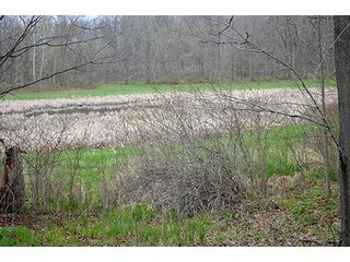 Property photo 46 - REAL ESTATE & PERSONAL PROPERTY AUCTION, 40 Acres offered in 4 Tracts or Combos